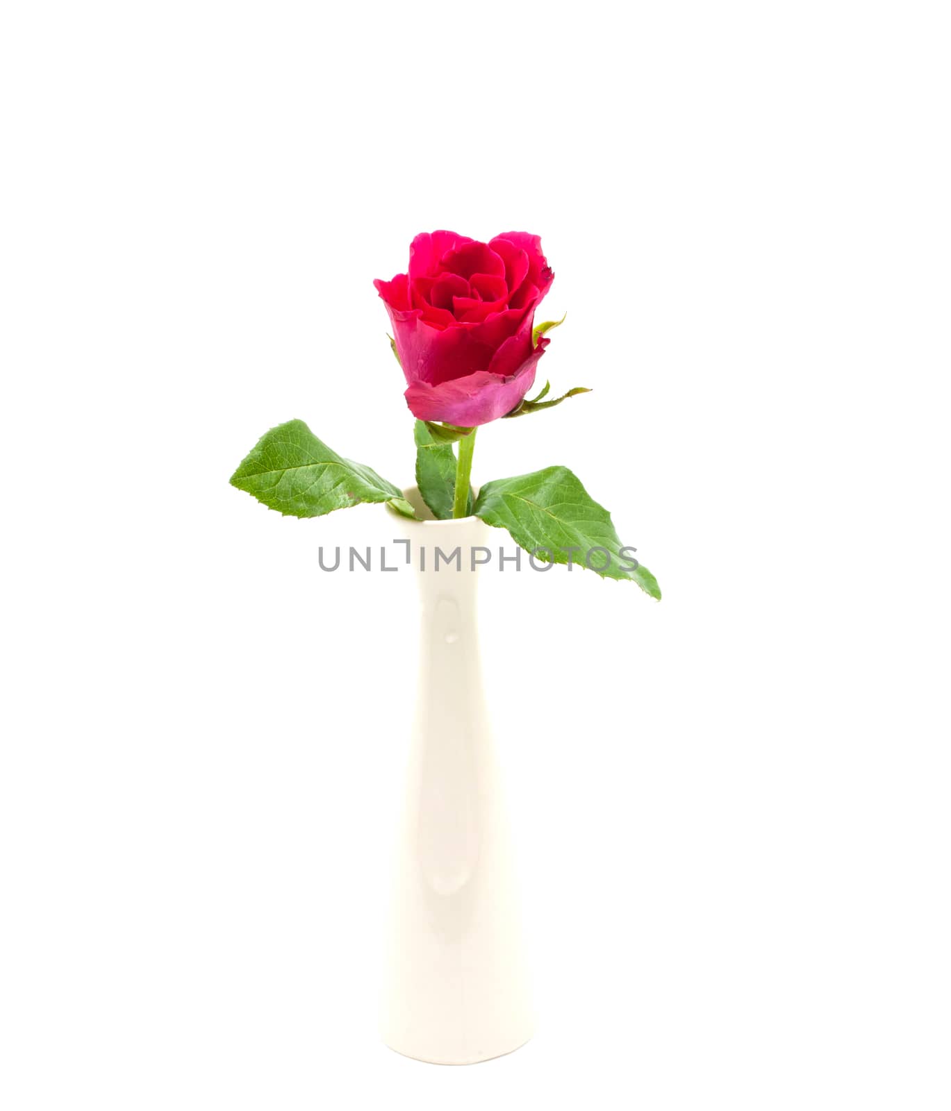 Red Rose in Vase isolated over white