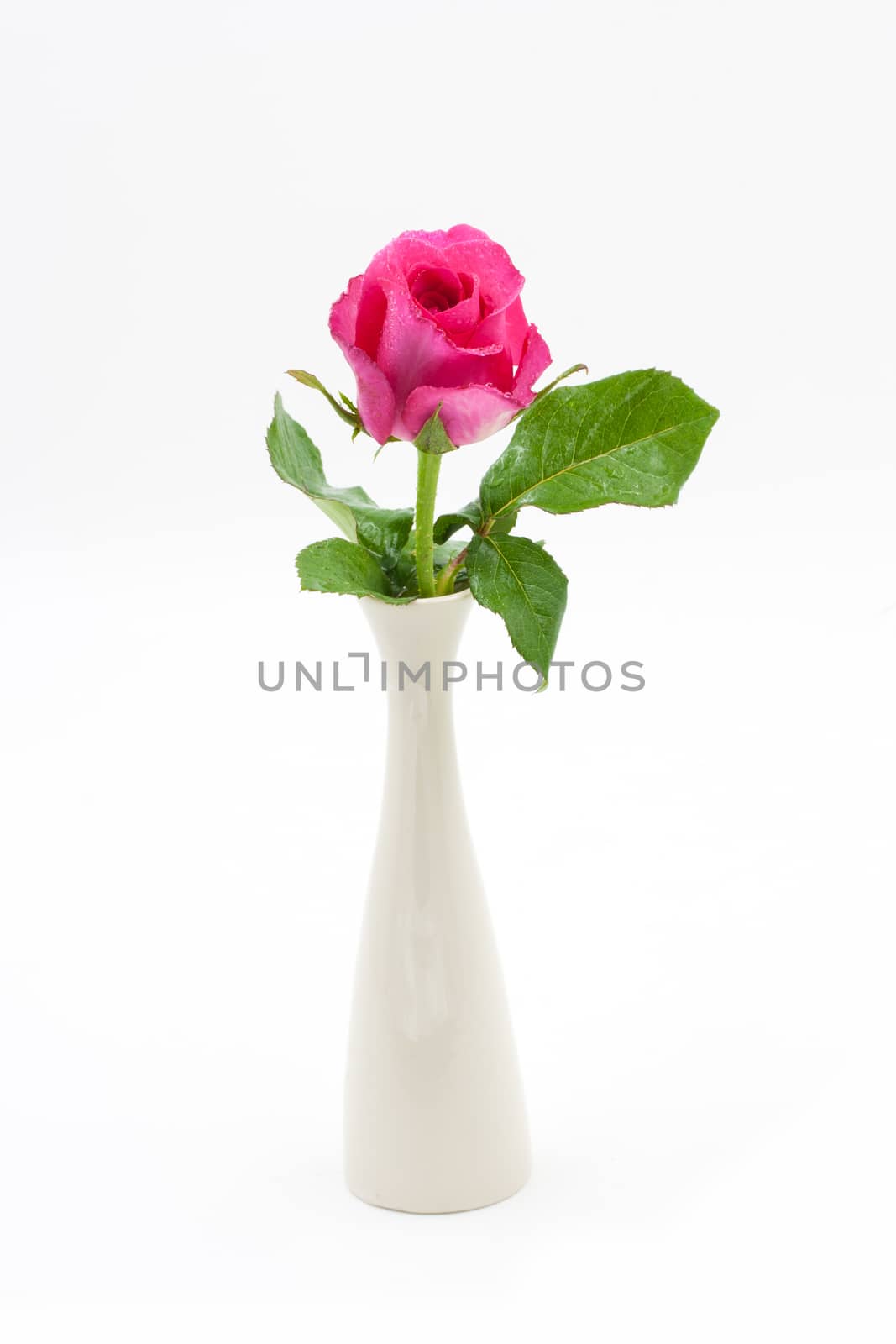 Pink Rose in Vase isolated over white