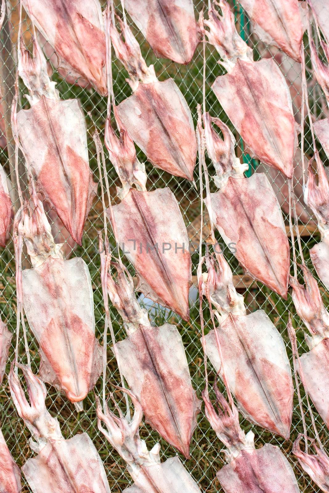 Squids drying in the sun, squid lay on net, Dried Squid.