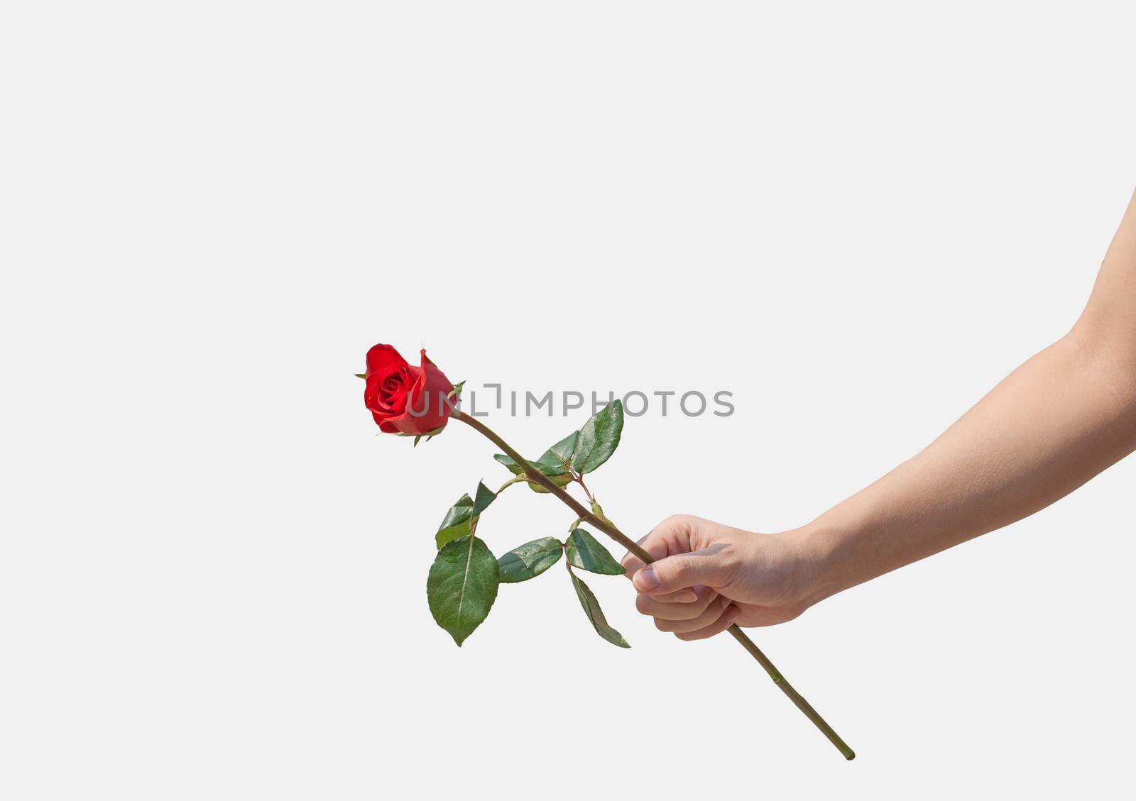 Female hand holding a single red rose isolated over white backgr by pkproject