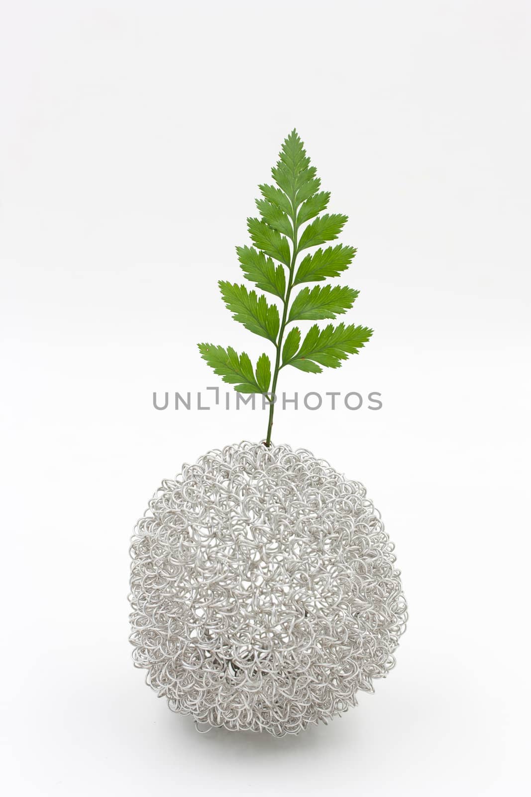 fern leaf in vase on white background