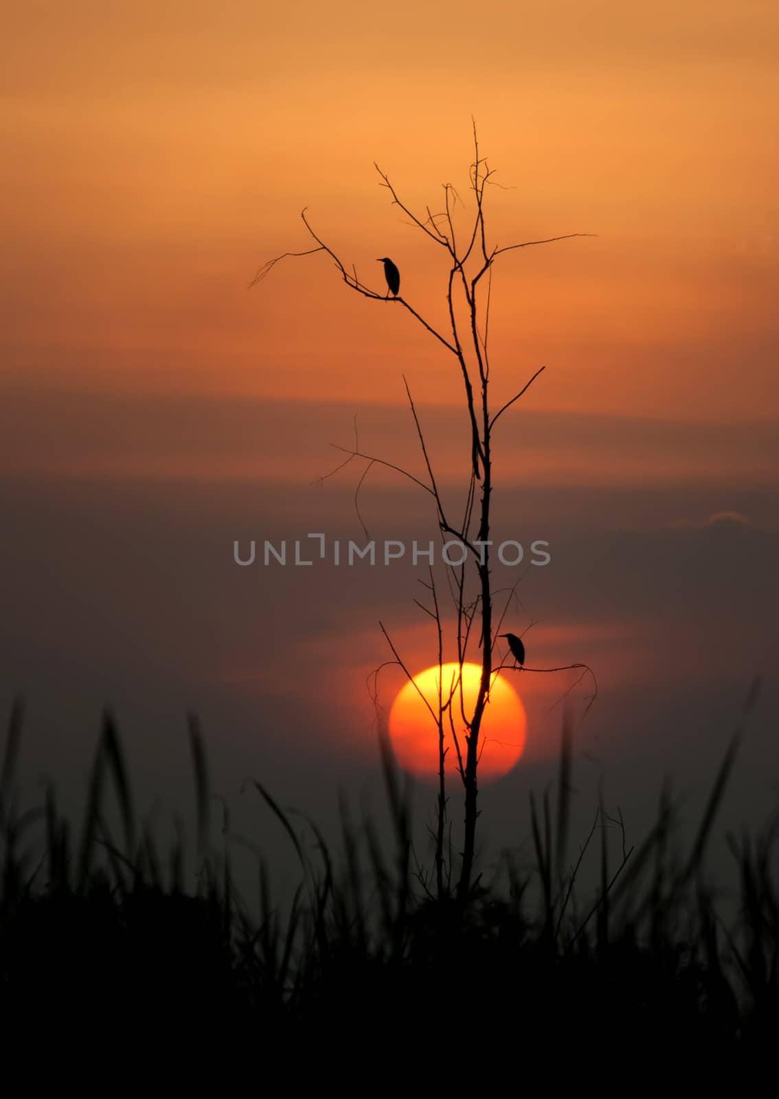 silhouette  birds on a tree at sunset