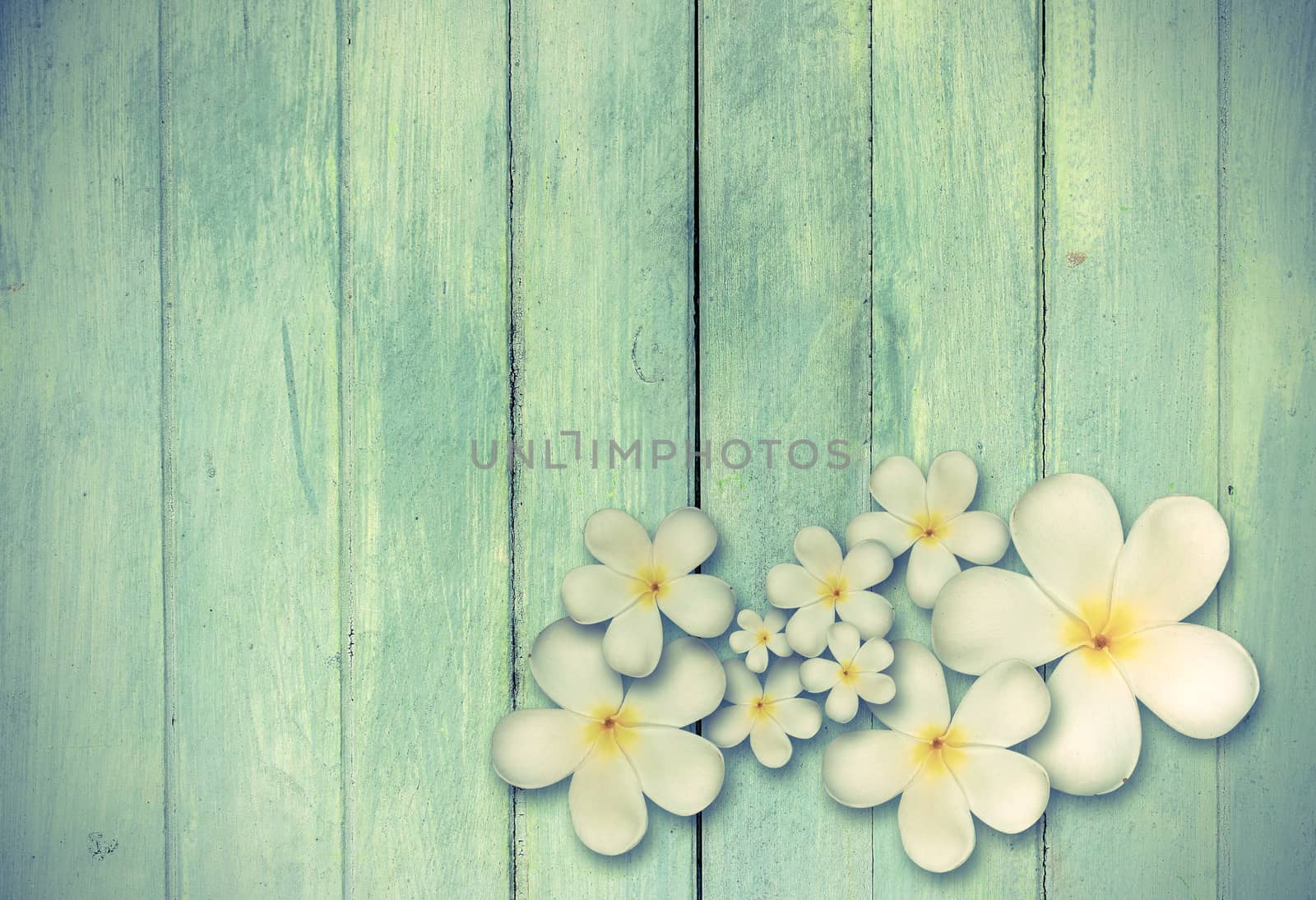 White plumeria flower on wood background by pkproject