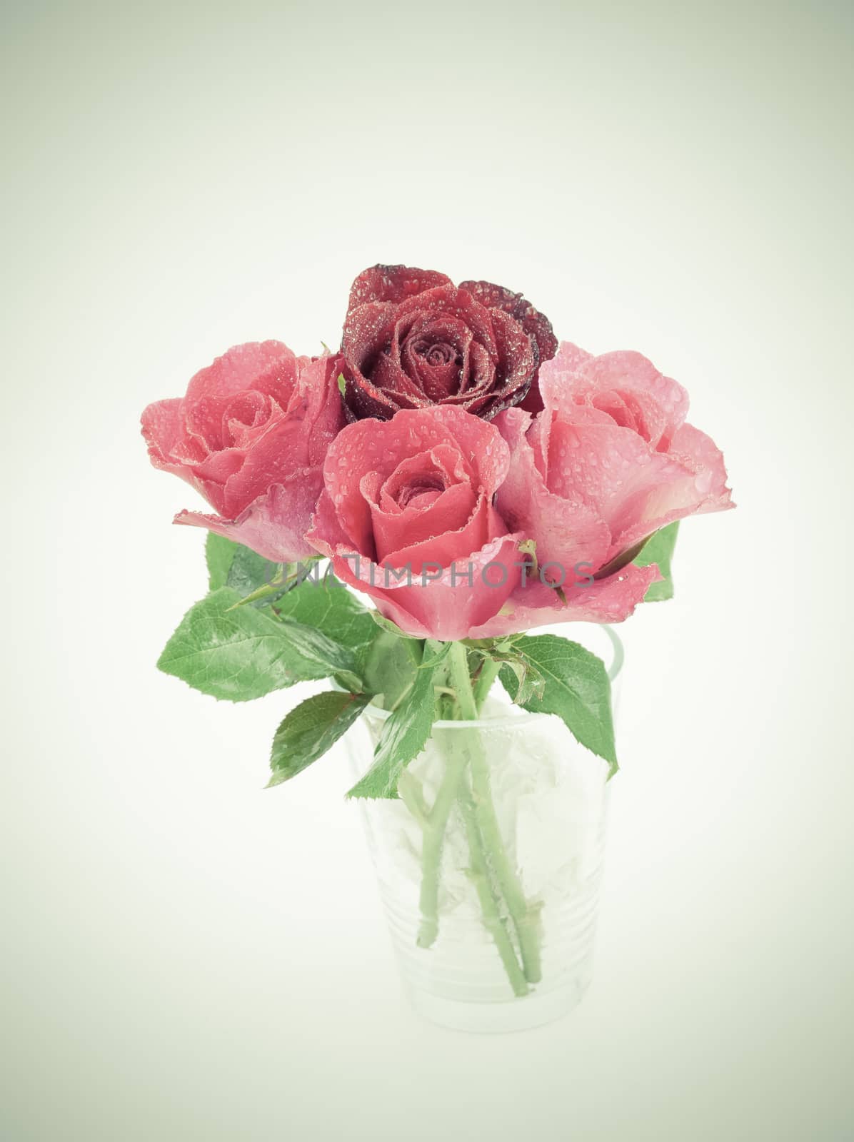 vintage effect style of Rose isolated over white