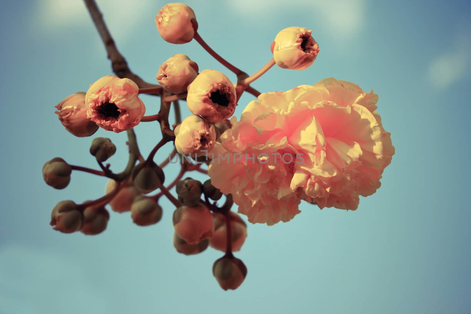 silk cotton flowers by pkproject