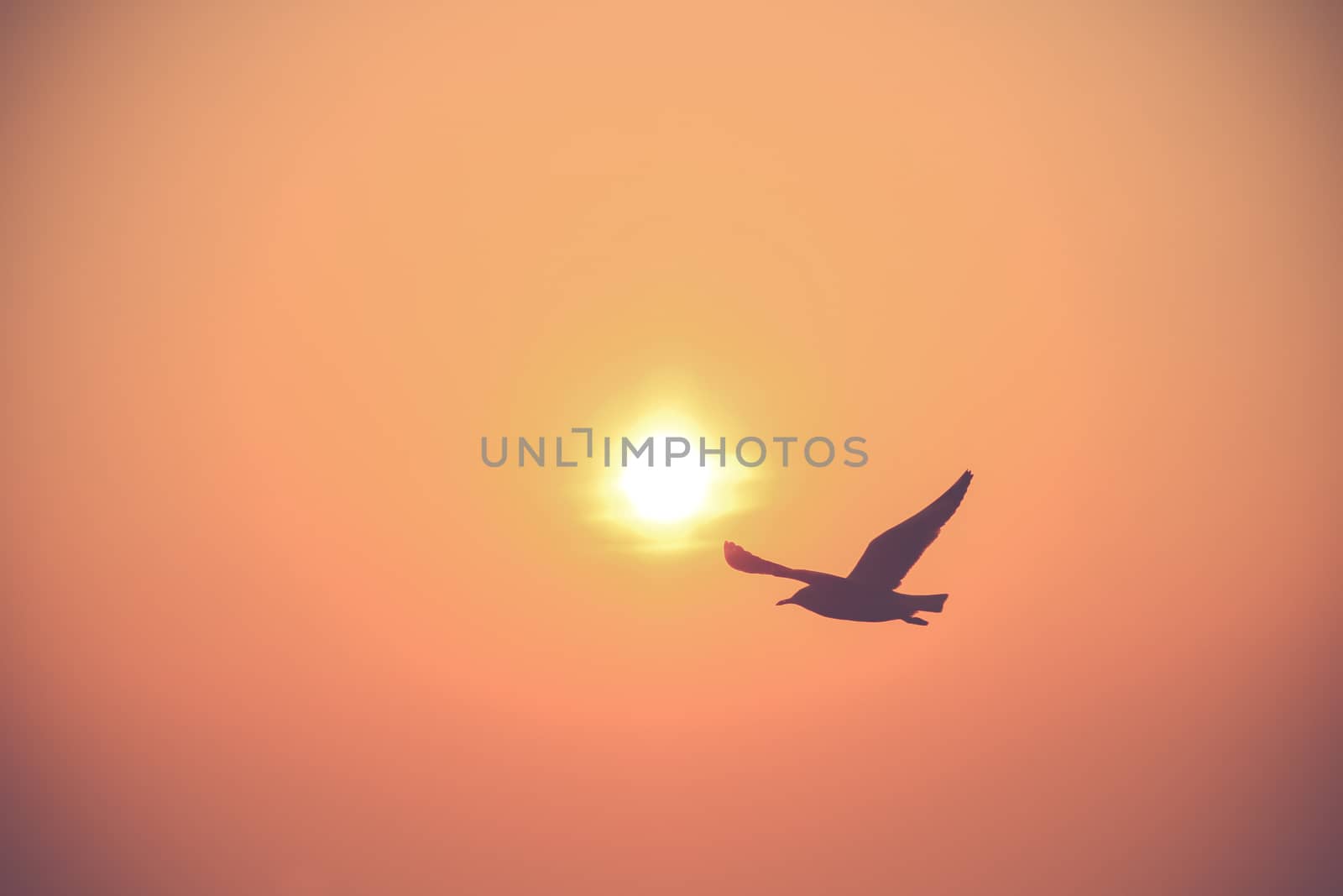 vintage filter of Motion Flying silhouette bird on the sunset
