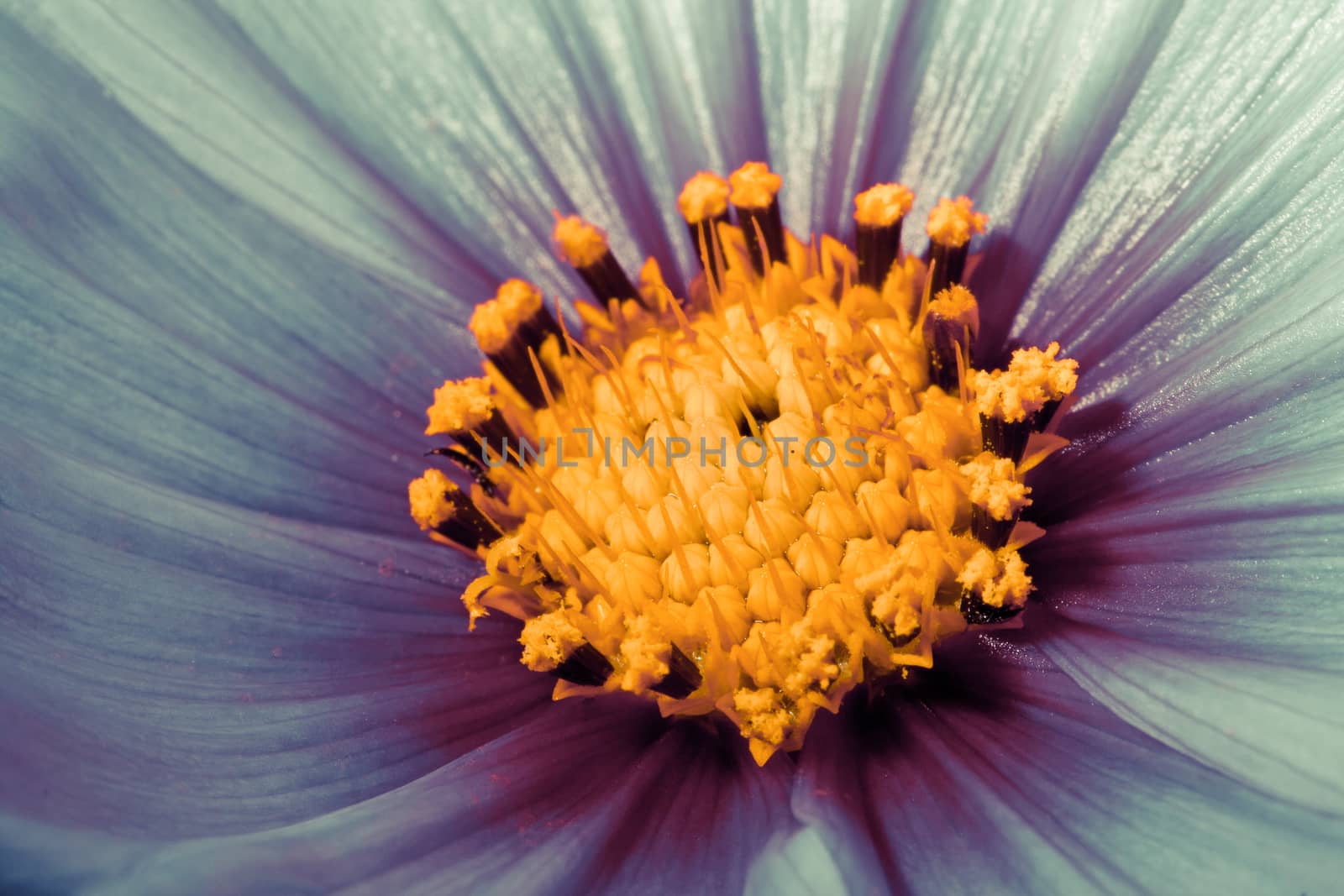 pink Cosmos Flower close up by pkproject