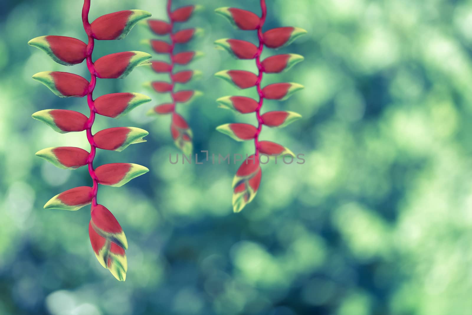 red heloconia flower on nature background -  vintage effect style