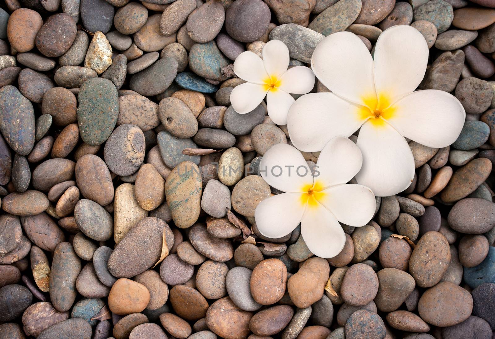 frangipani flower on stone background by pkproject
