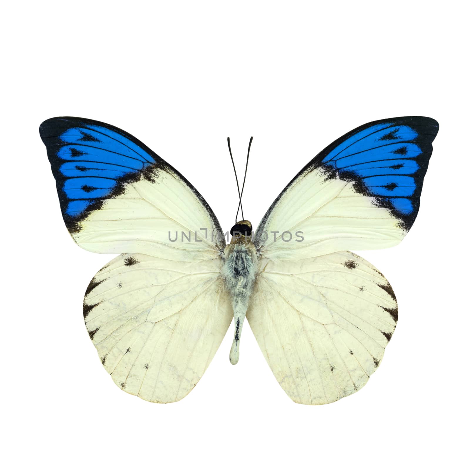 Great blue Tip butterfly isolated on white by pkproject