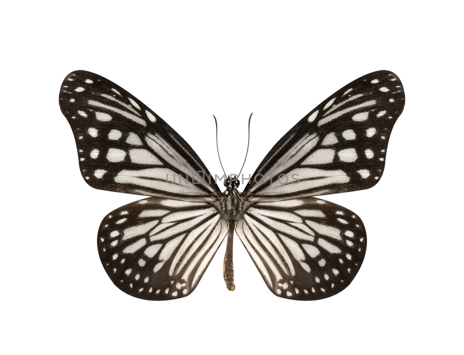 Black and White Butterfly isolated on white background by pkproject