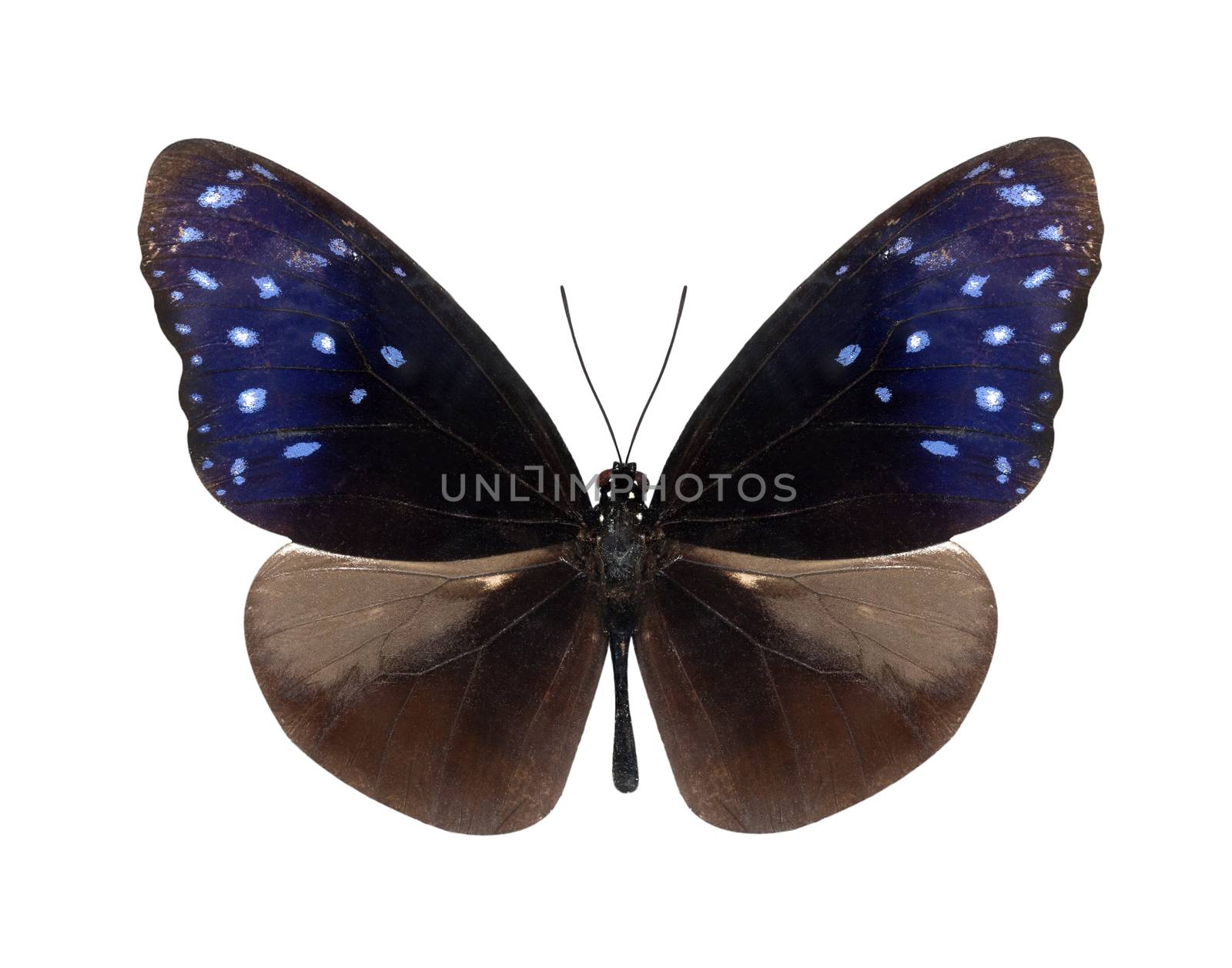 Violet or blue  butterfly isolated on white background