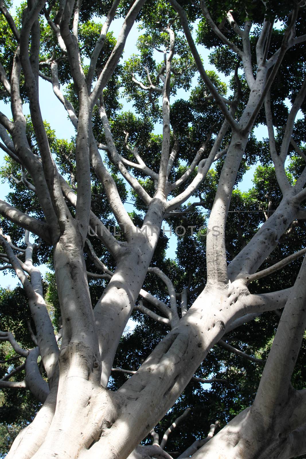 Old Fig Tree in Santa Barbara near the train station.