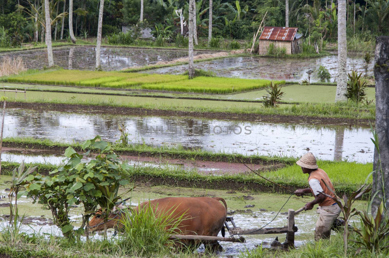 Indonesian farmer Biologic agriculture by CatherineL-Prod