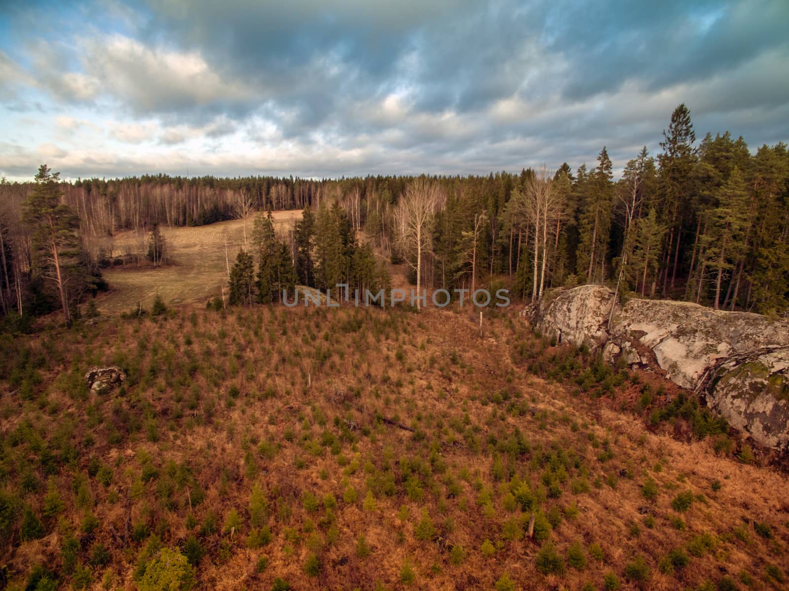 Forest meadow by thomas_males