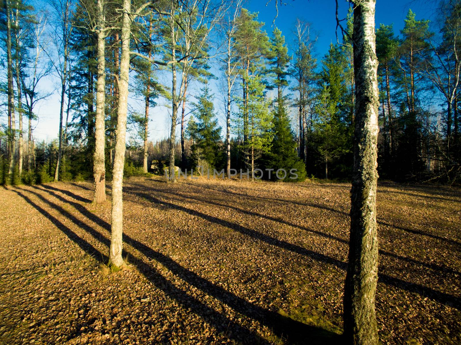 Long shadows in the woods