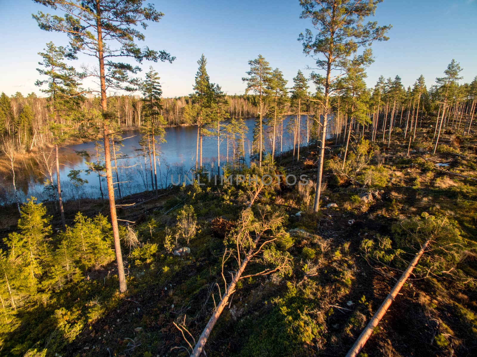 A lake can be seen throug the trees