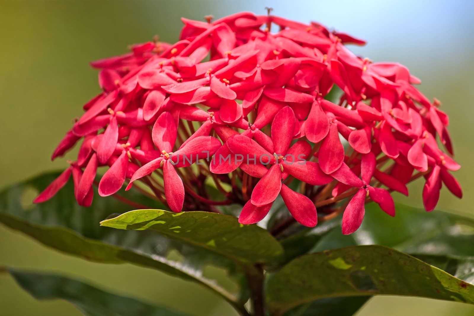 Ixora flowers close-up on a background of leaves, Thailand.