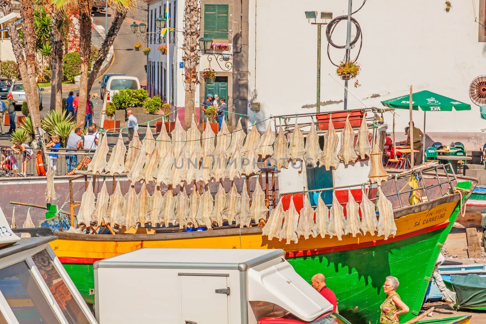 Cat shark drying at colorful fishing boat, Camara de Lobos, Madeira by aldorado