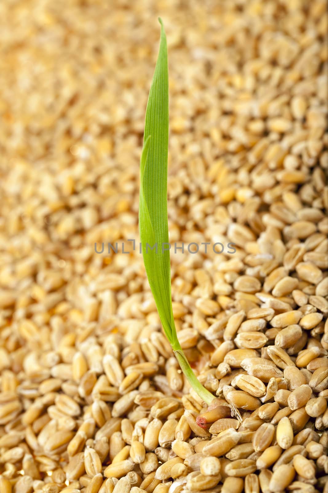   sprouted wheat photographed against the backdrop of a plurality of grains.