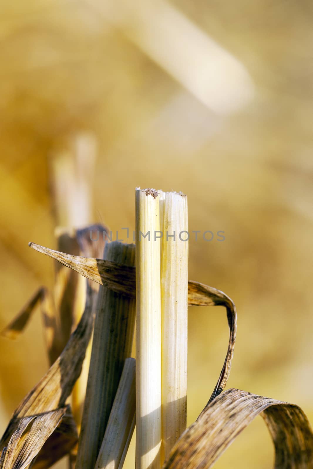   agricultural field with beveled wheat after harvesting cereal crops, small depth of field