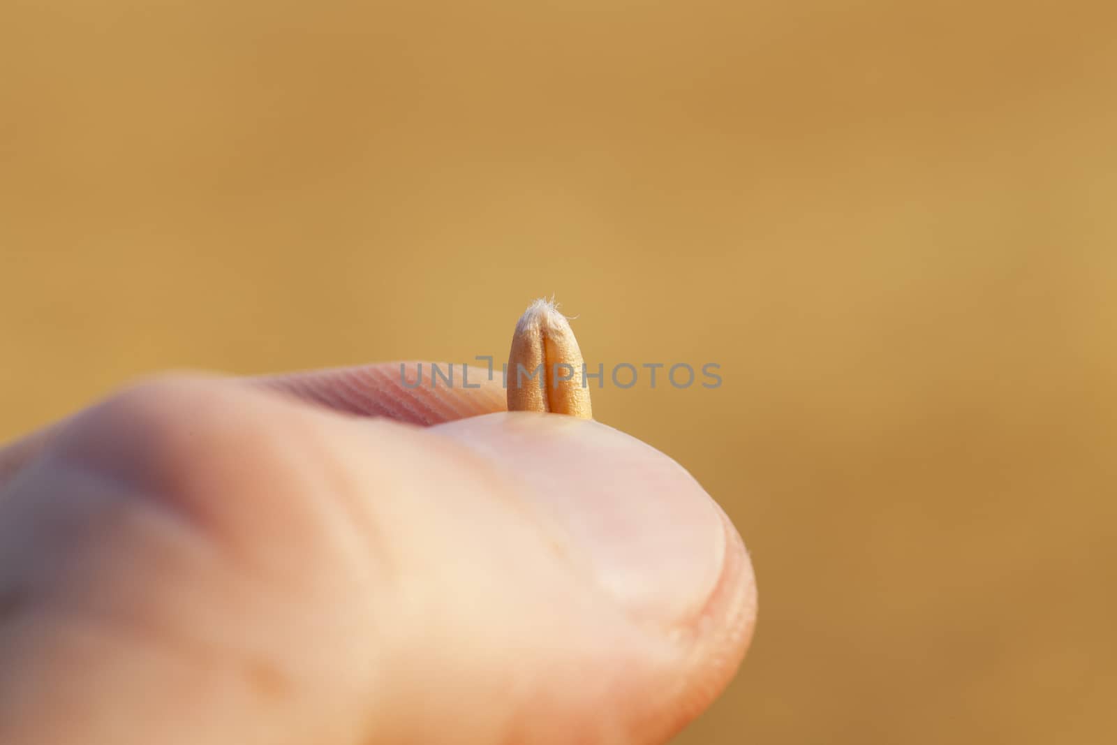   photographed close-up of wheat grain in a man's hand, after the harvest of cereals