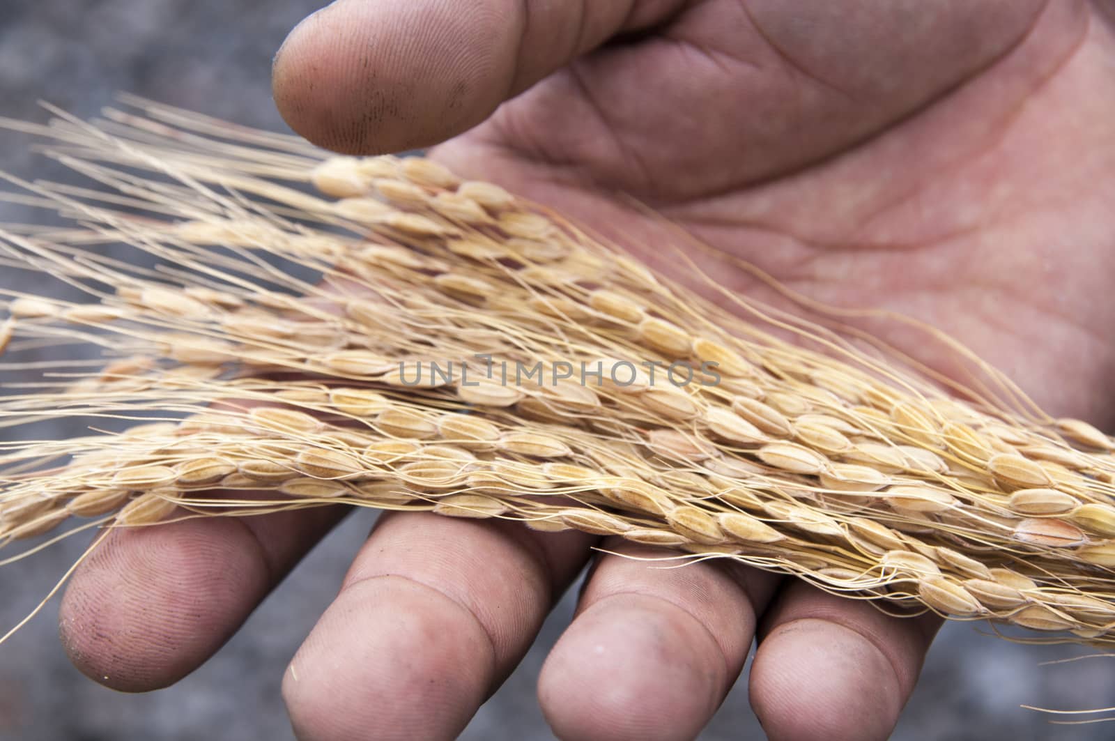 Close up of rice seed on farmer hand by CatherineL-Prod