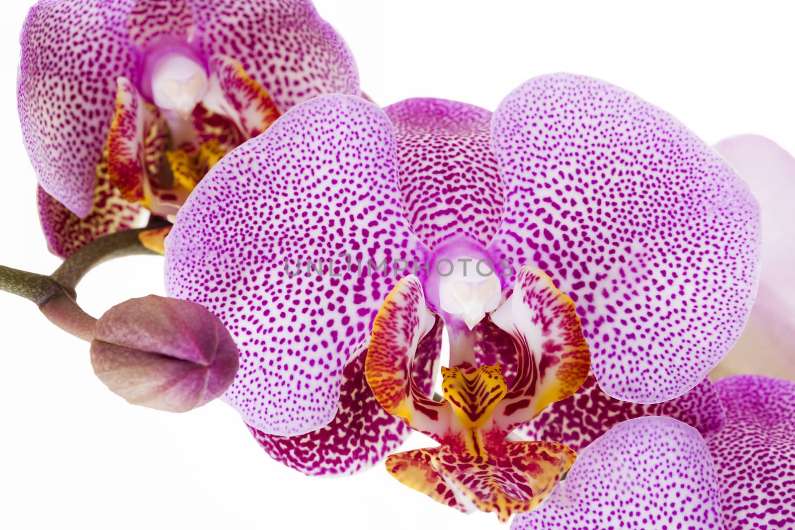  photographed close-up flowers of pink orchids isolated on white