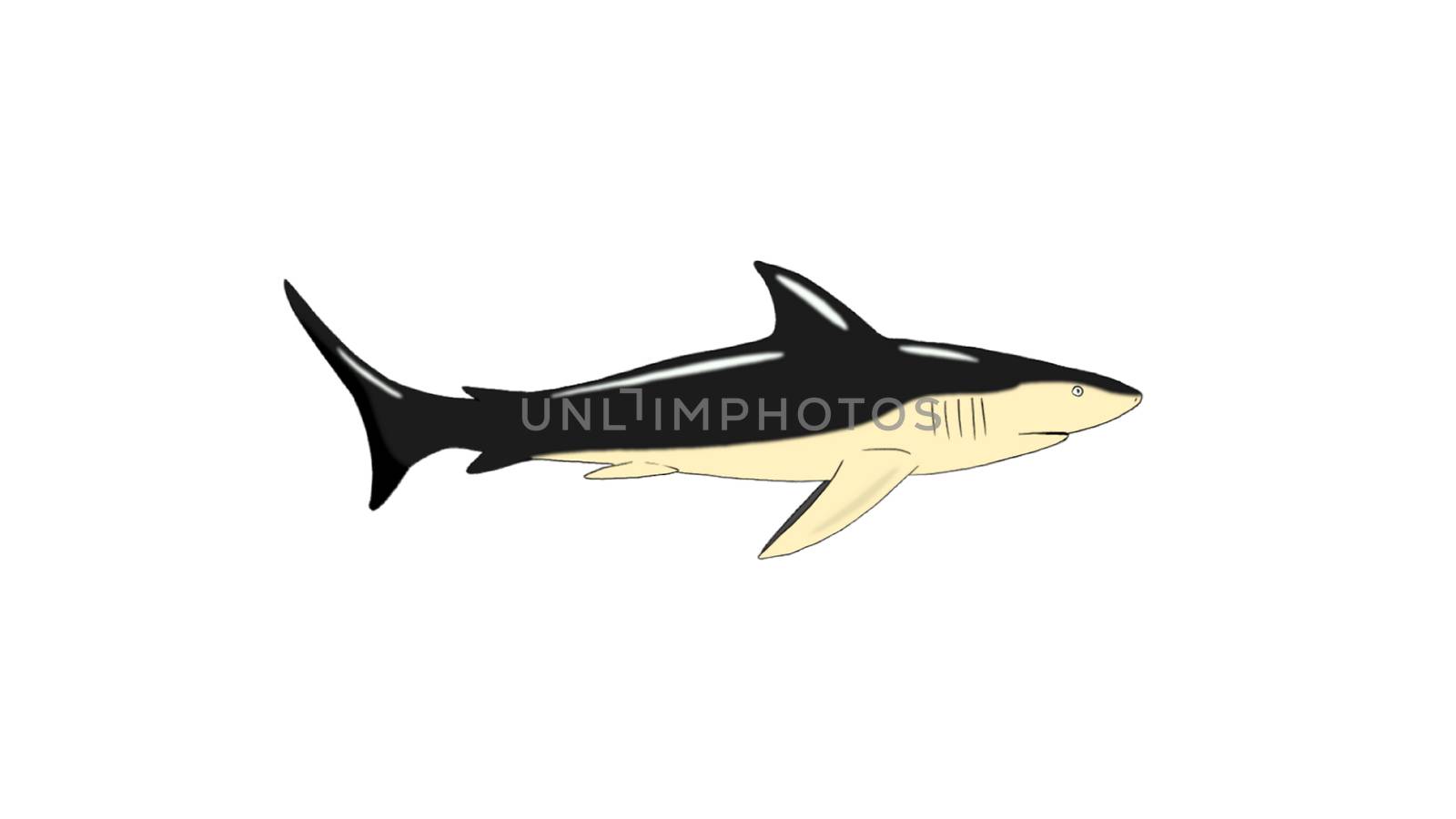 Shark Swimming Isolated on White Background by Multipedia