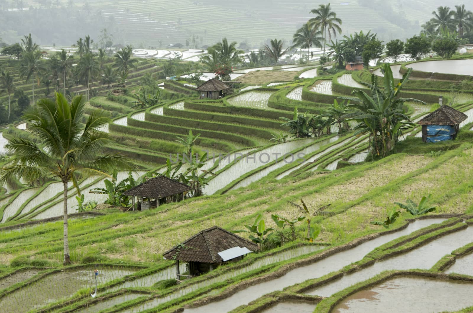 Terraced Rice Field in Bali. Organic farming. Earth international day - April 22 2016. Environmental protection planet 