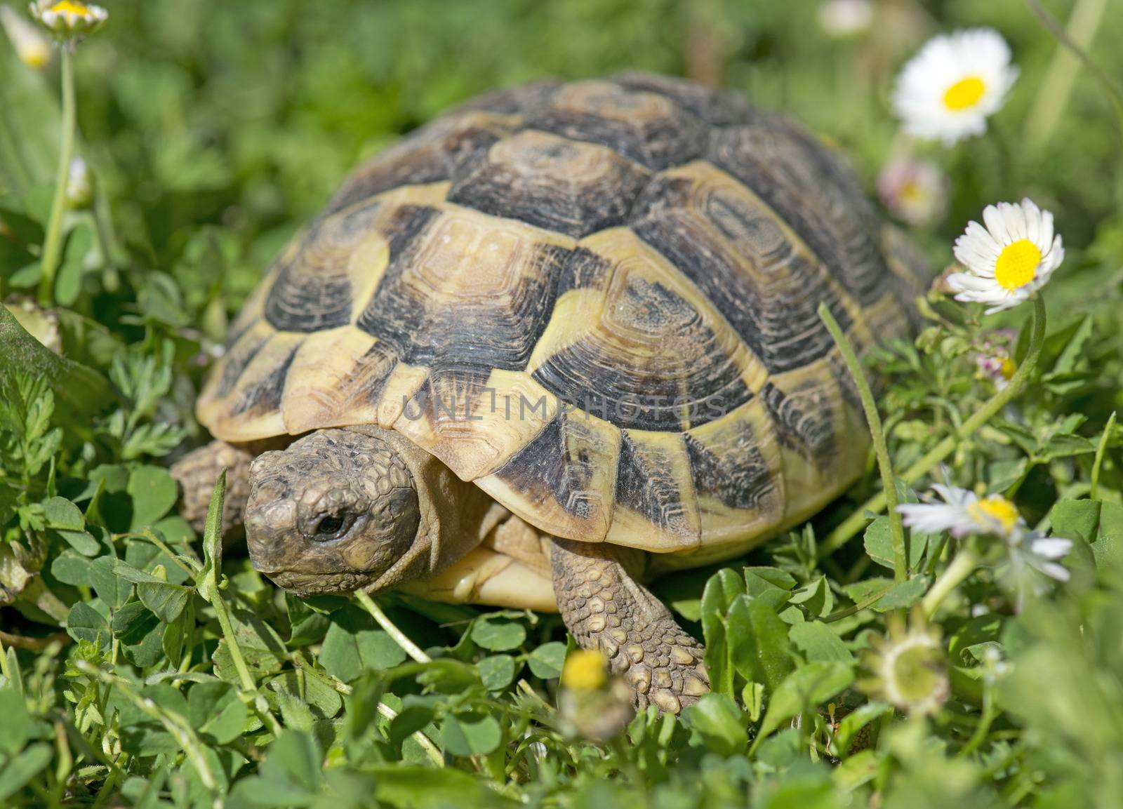 Hermann's tortoise in grass by cynoclub