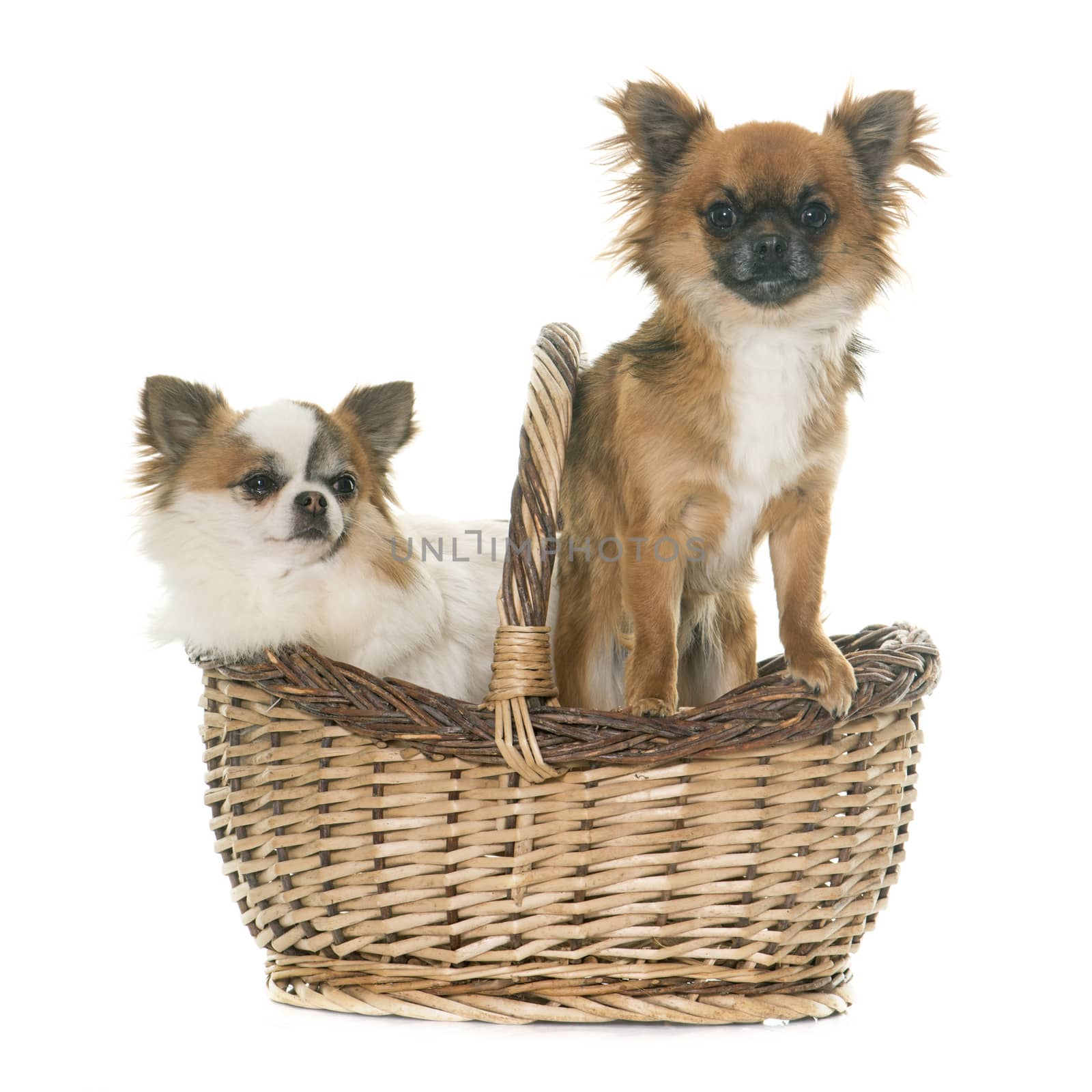 adult chihuahuas in front of white background