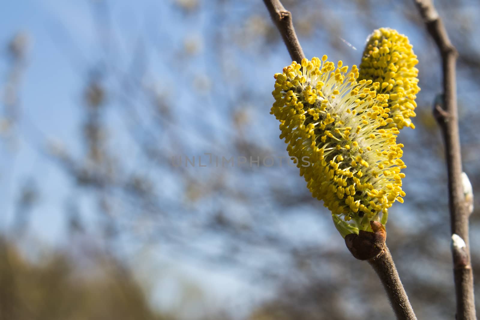 Willow tree flowers by YassminPhoto