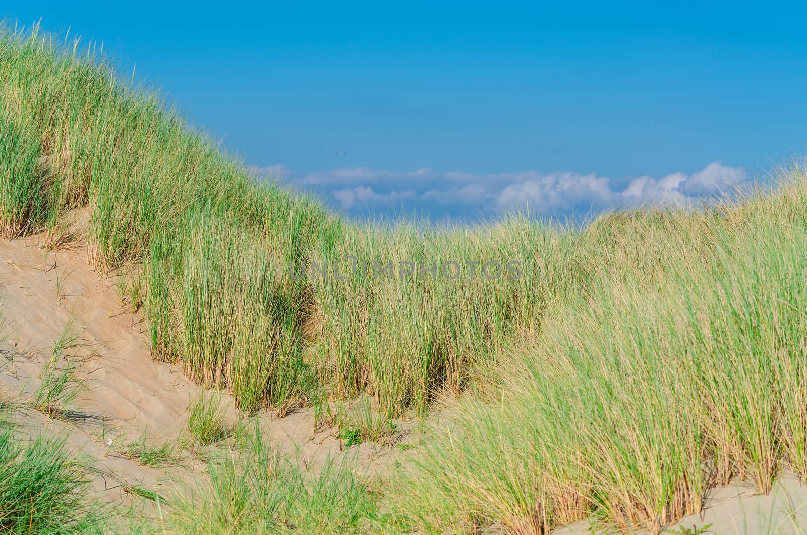 Landscape with beach overlooking the sea, sand dunes and grass, Ouddorp, North Sea, Holland.