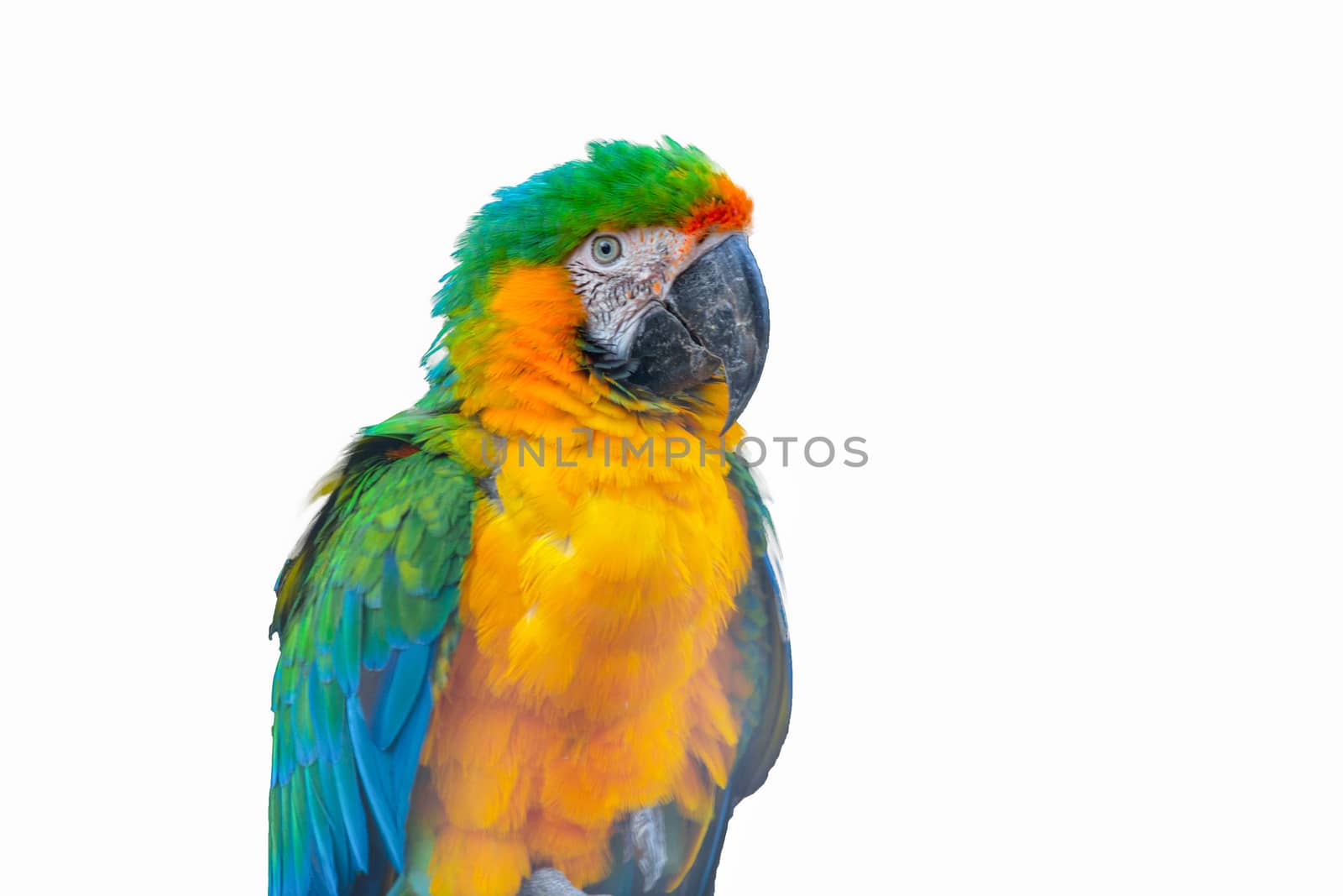 Macaw Parrot isolated on white