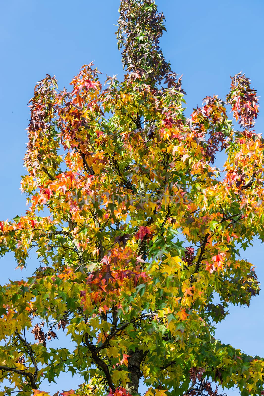 Autumn tree in November in sunny weather.      
