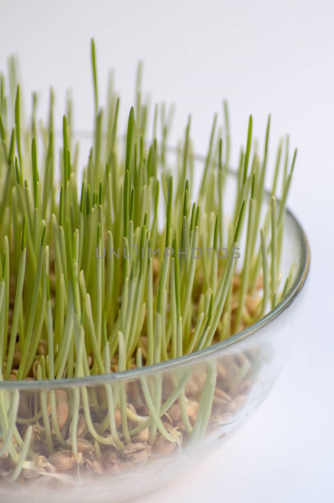 Sprouted grains in glass vase, white background