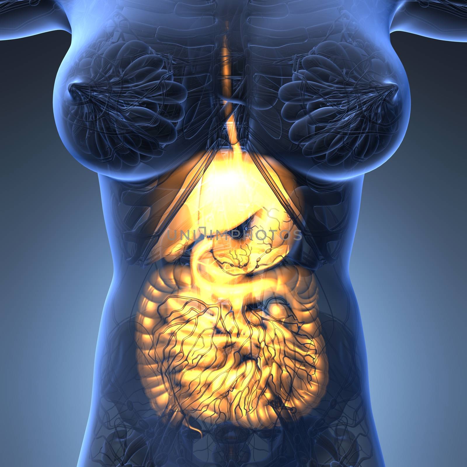 science anatomy of woman body with glow digestive system