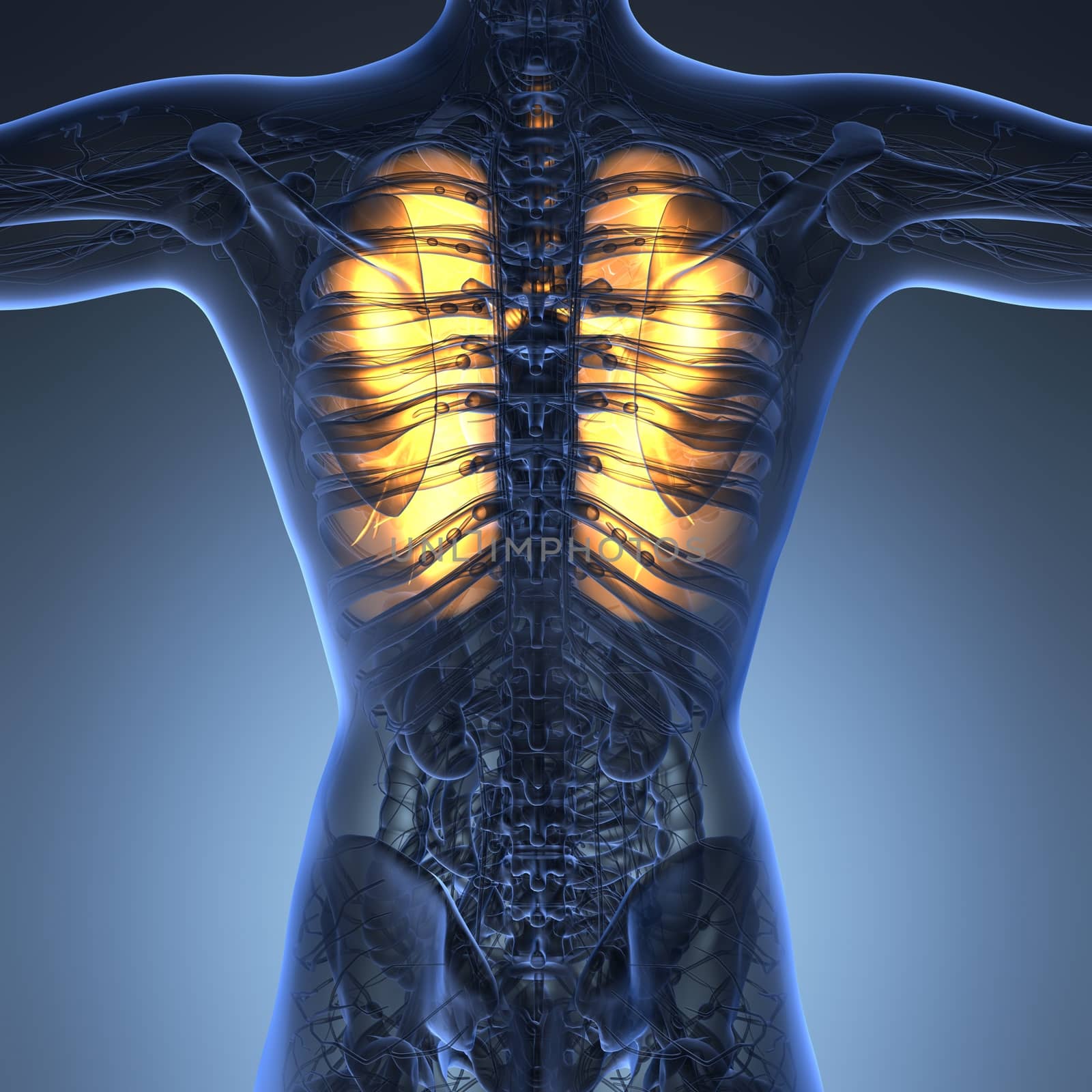 science anatomy of woman body with glow lungs