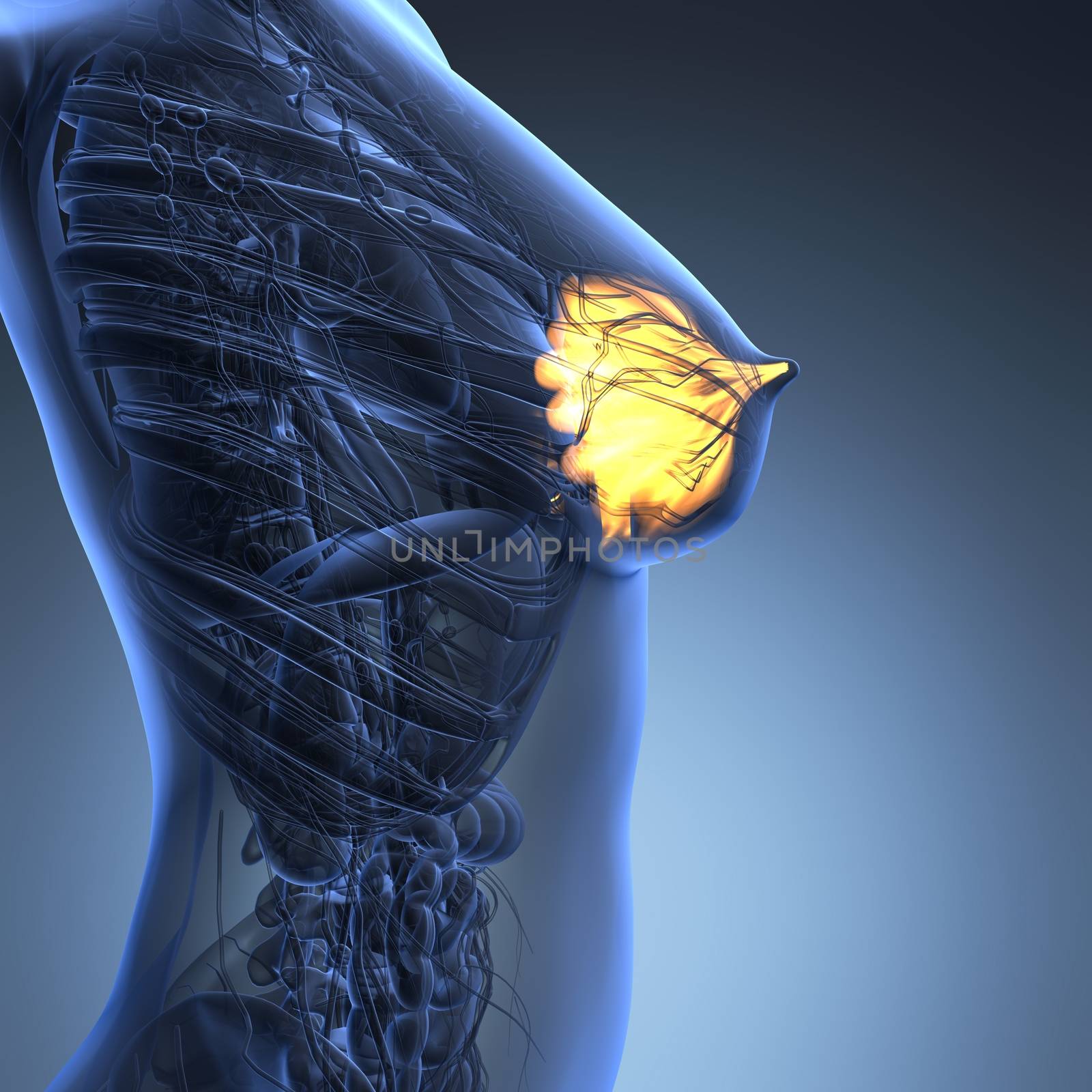 science anatomy of human body with glow mammary gland