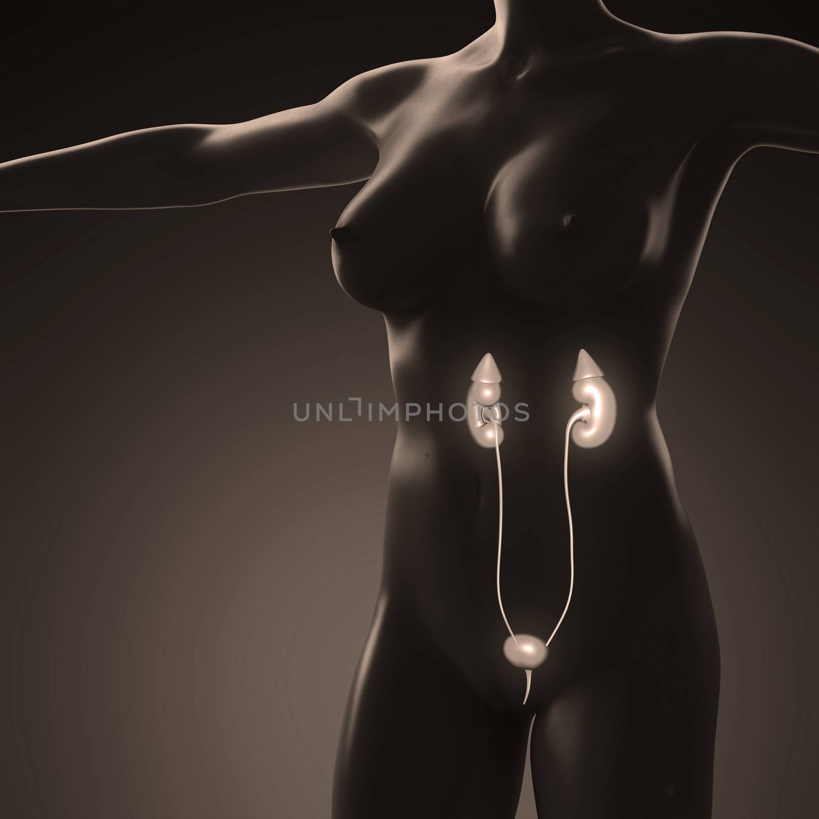 science anatomy of human body with glow kidney by icetray