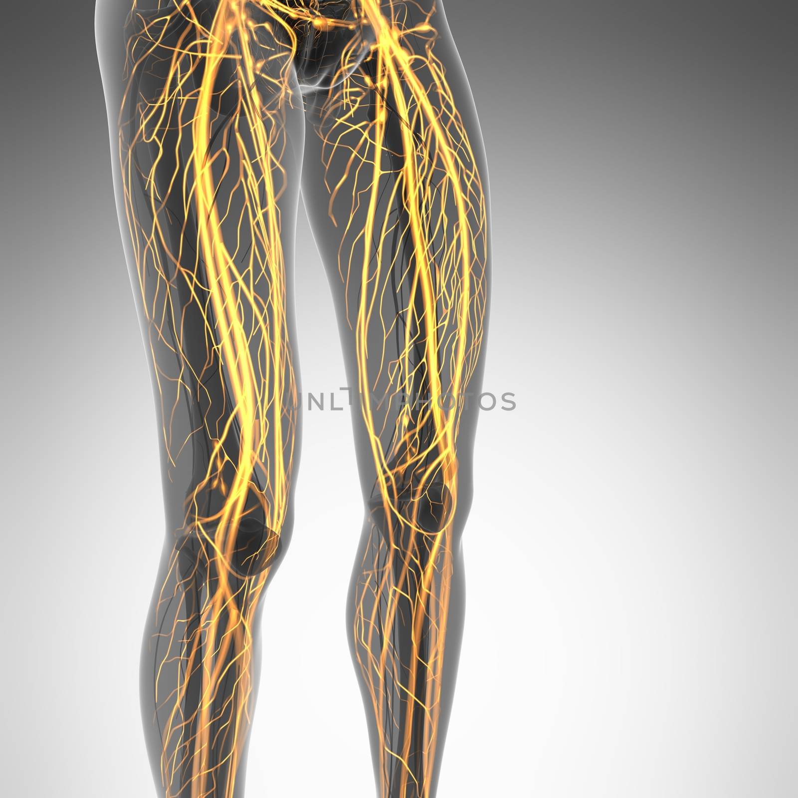 science anatomy of human body in x-ray with glow blood vessels