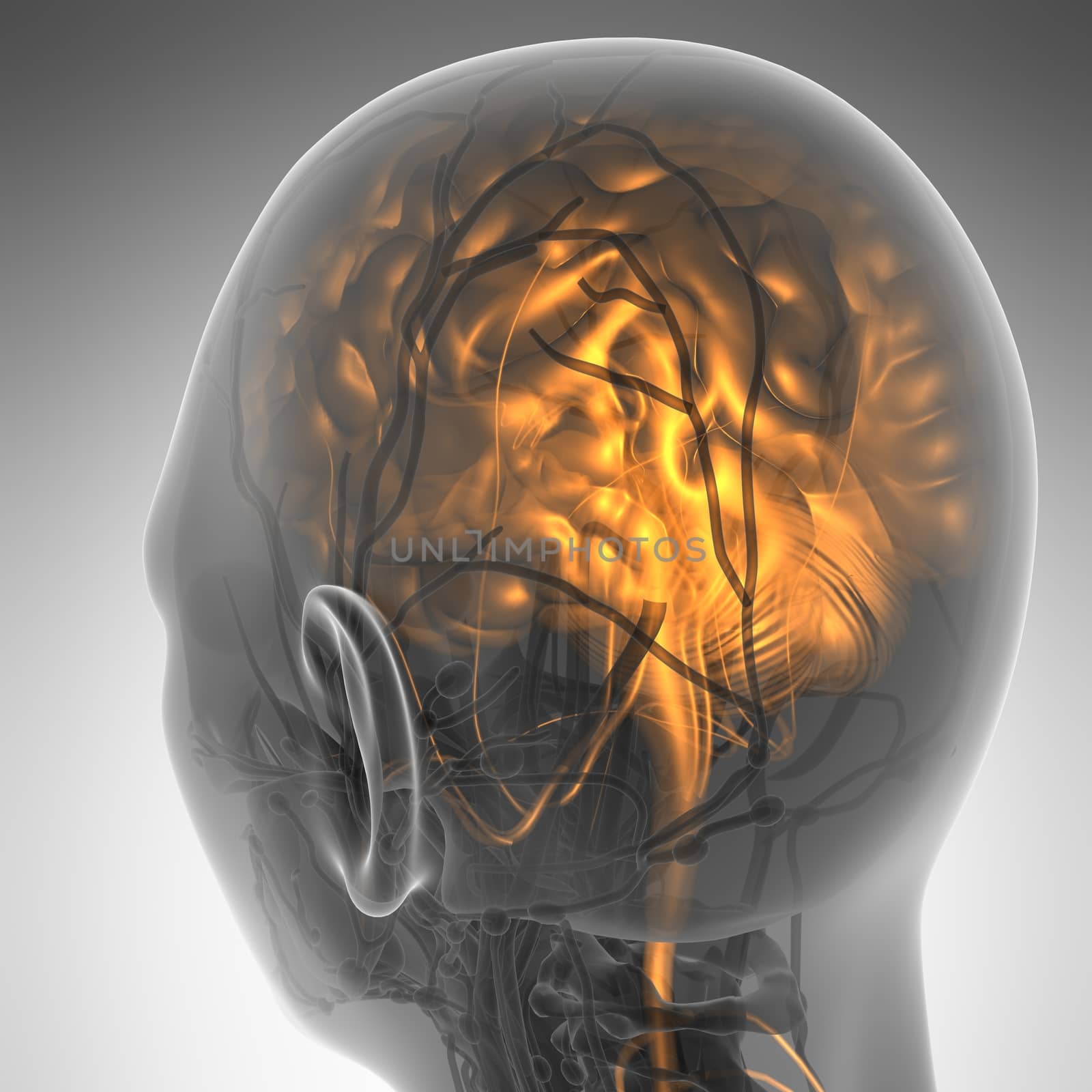 science anatomy of human brain in x-ray