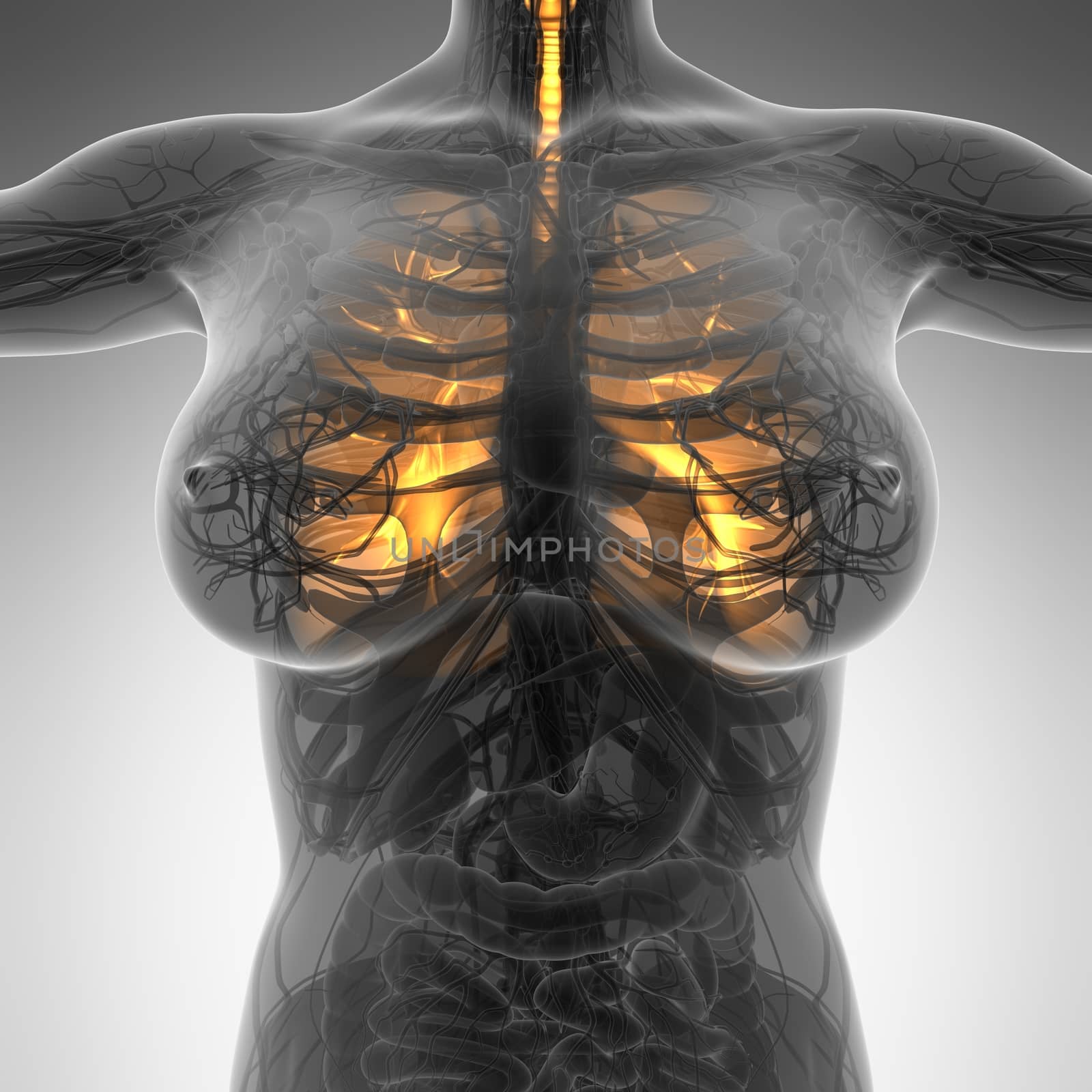 science anatomy of woman body with glow lungs by icetray