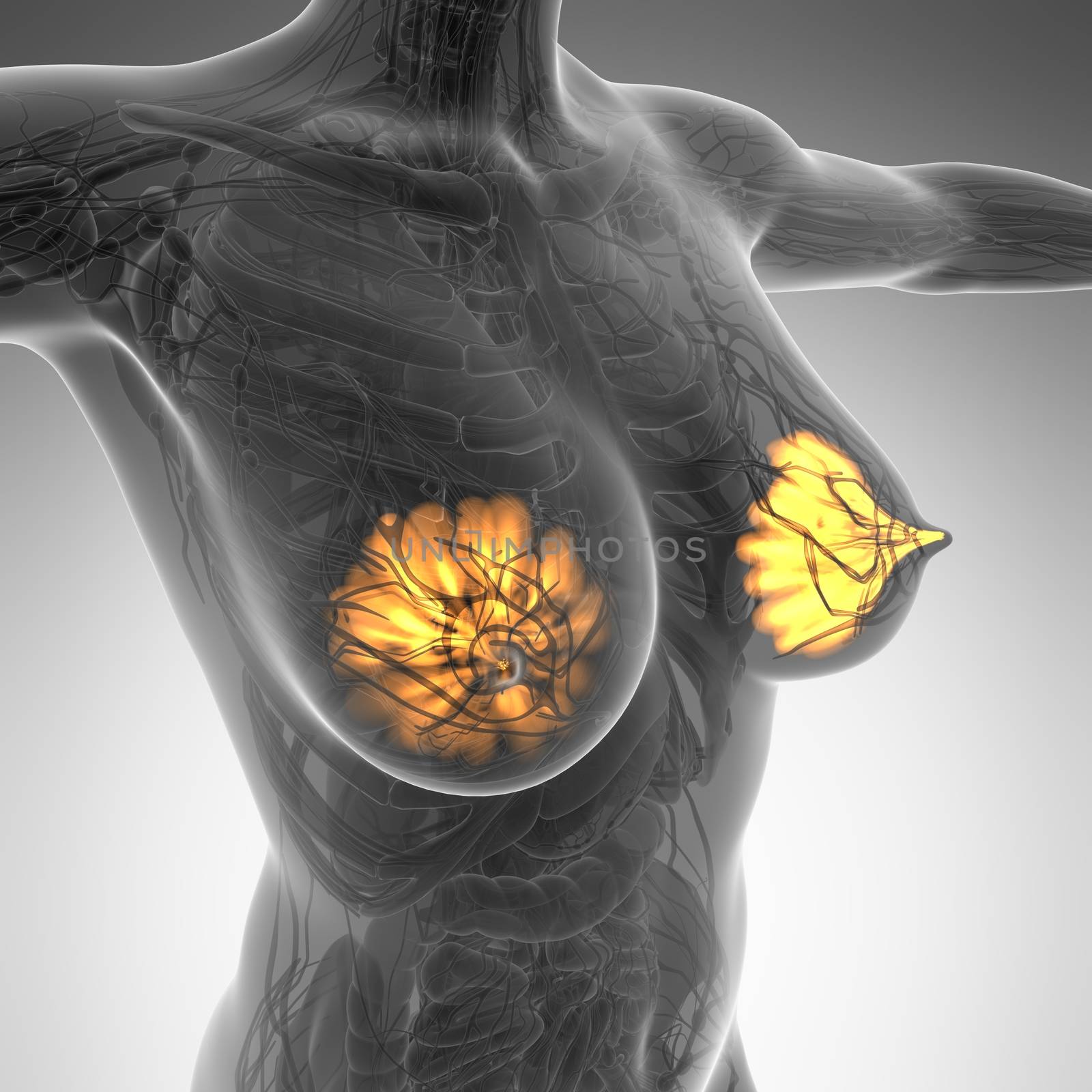 science anatomy of human body with glow mammary gland