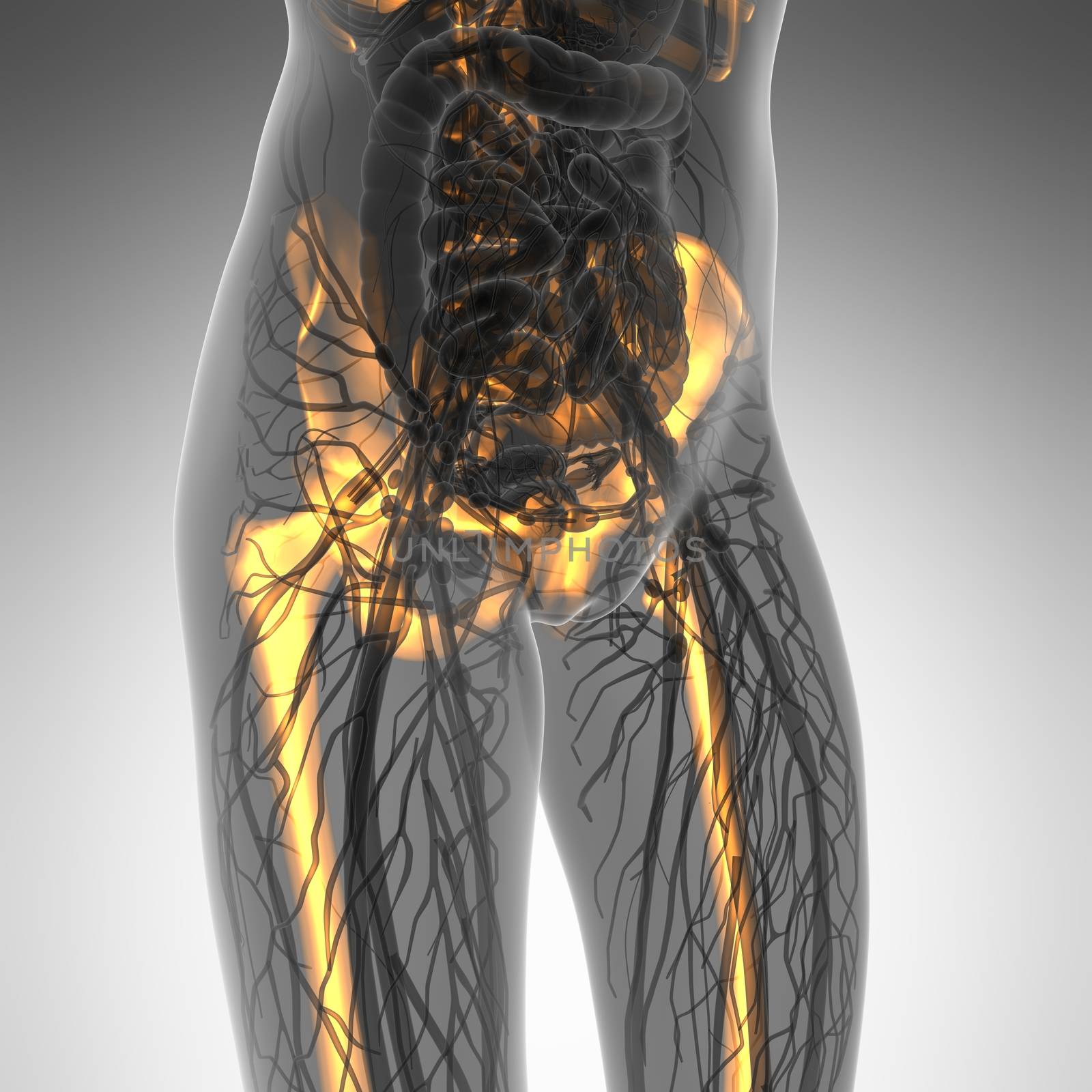 science anatomy of human body in x-ray with glow skeleton bones by icetray