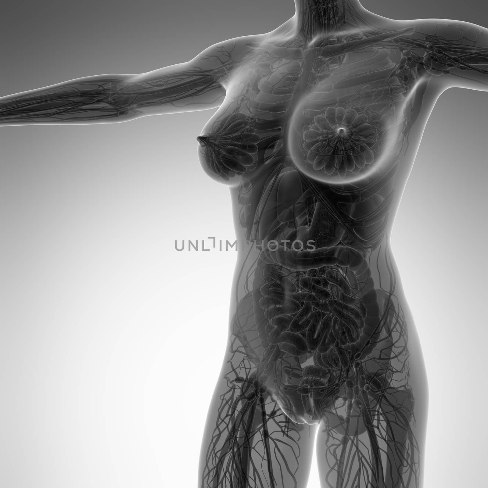 science anatomy of human body in x-ray with all organs by icetray