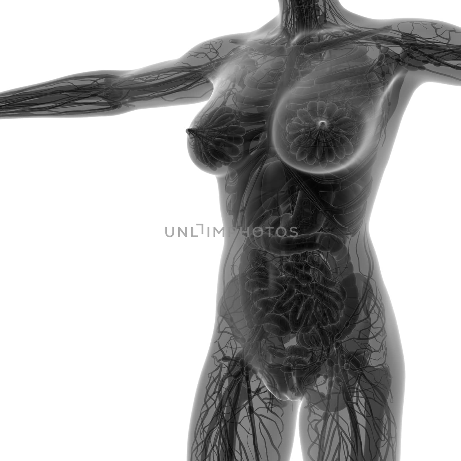 science anatomy of human body in x-ray with all organs