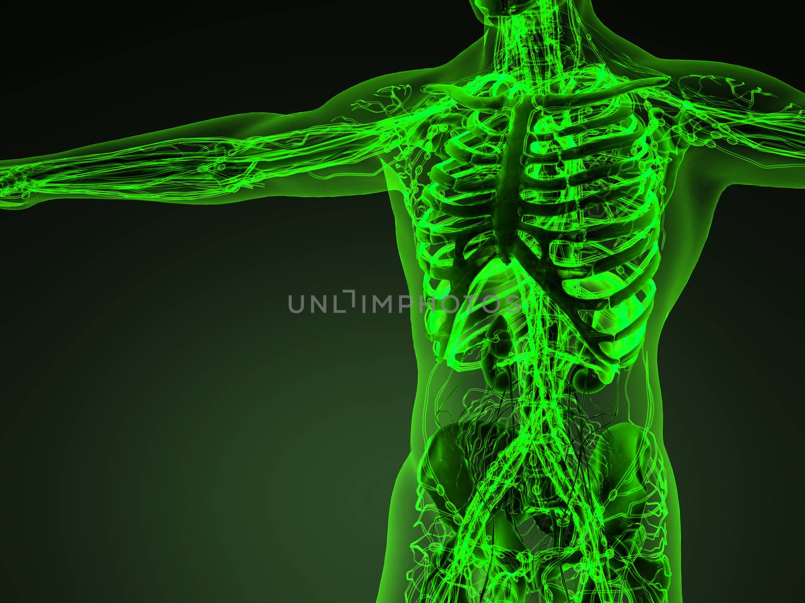 Human circulation cardiovascular system with bones in transparen by icetray