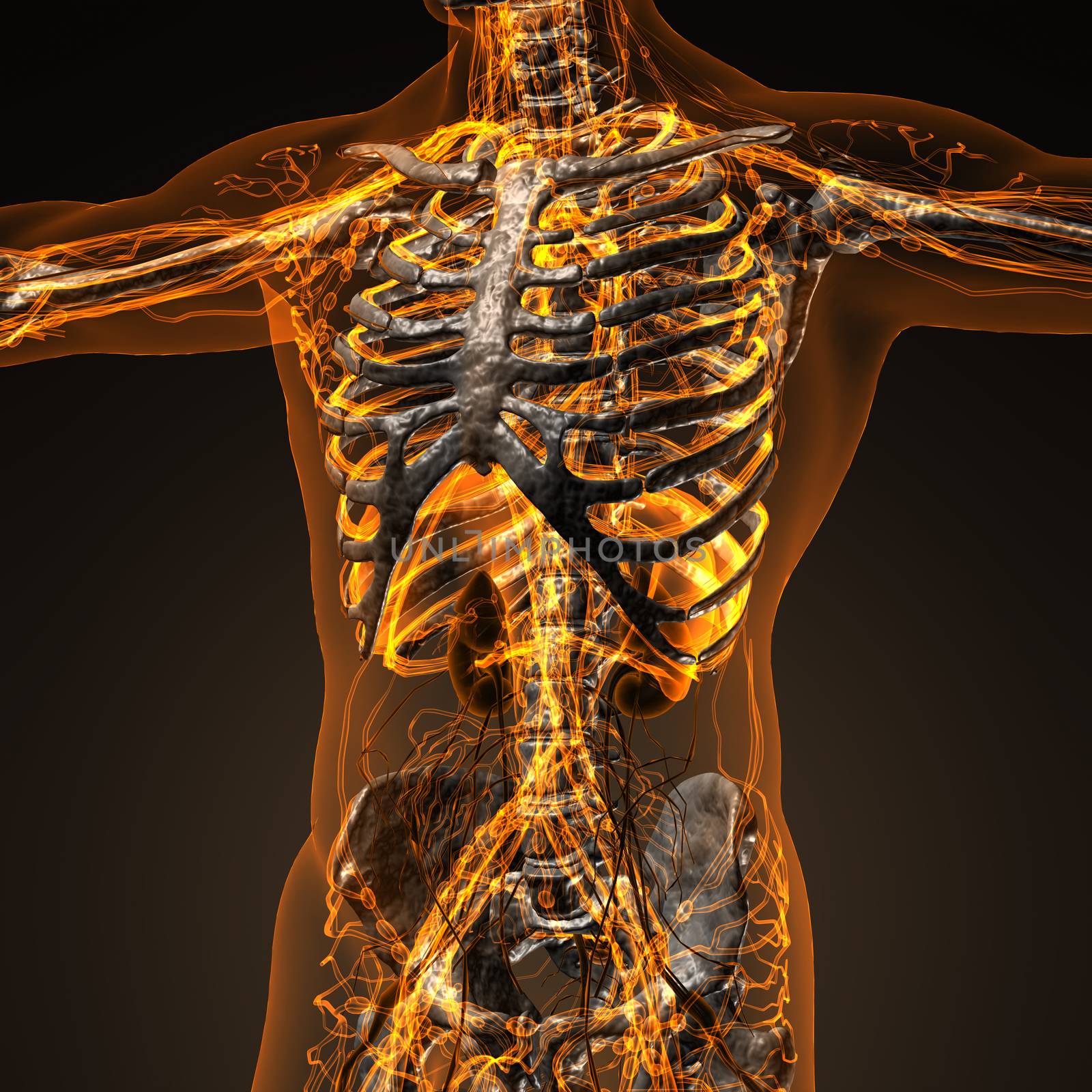 Human circulation cardiovascular system with bones in transparen by icetray